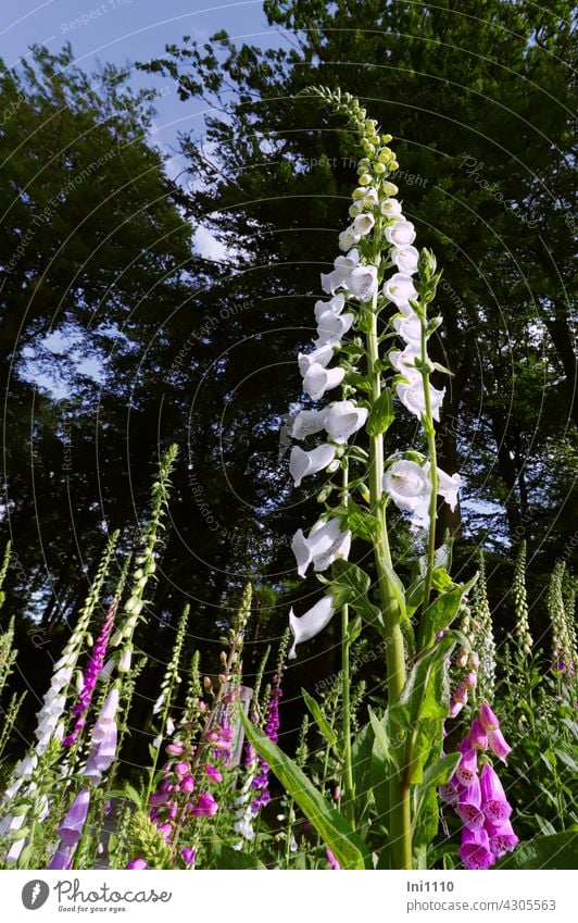 Foxglove Digitalis purpurea in different colour variations Flower biennial Wild plant Red foxglove White pink Pink Poisonous plant gifftig Brownroot candles