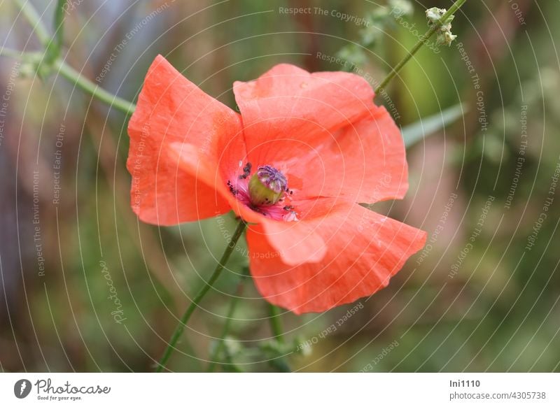 wide-open poppy poppy flower Flower Corn poppy yearlong Papaver rhoeas fields Arable wild plant Wild plant Garden Shell Flower Flower corolla Red scarlet Petals