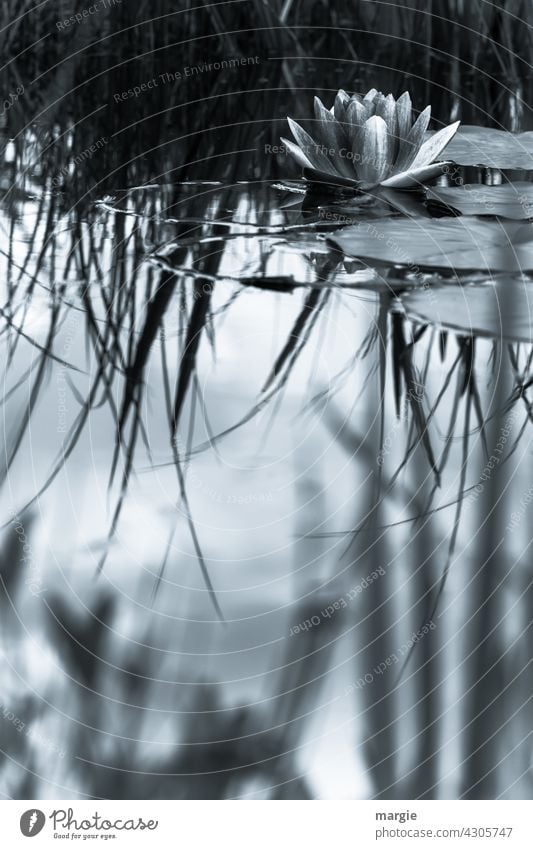 Pond rose in the lake Nature Exterior shot Plant Deserted Leaf Water Lake Reflection Surface of water Water reflection Environment Idyll blurriness