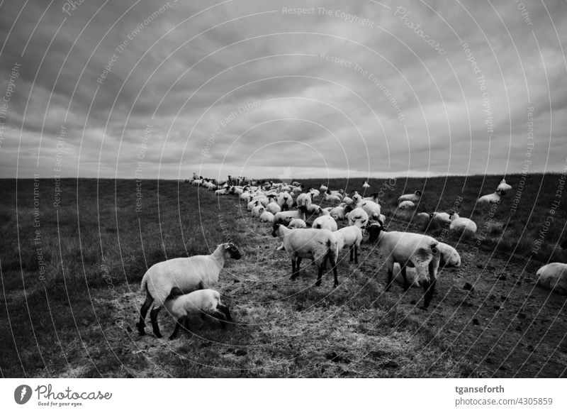 Pullover pigs on the dyke Sheep Flock sheep Sludgy off Dike coastal protection dike sheep Willow tree sweater pigs Herd Exterior shot Group of animals Wool