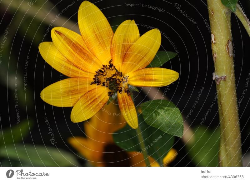 Small sunflower with yellow leaves and green branch in garden Sunflower Yellow Flower Green Plant Summer Leaf Nature Pollen Macro (Extreme close-up) Blue Twig