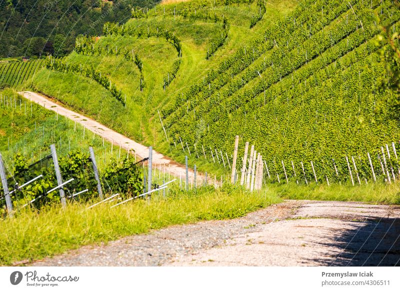 Vineyard on Austrian countryside. Landscape of styrian nature. background tree house pattern summer wine winter sun landscape vineyard austria grapevine green