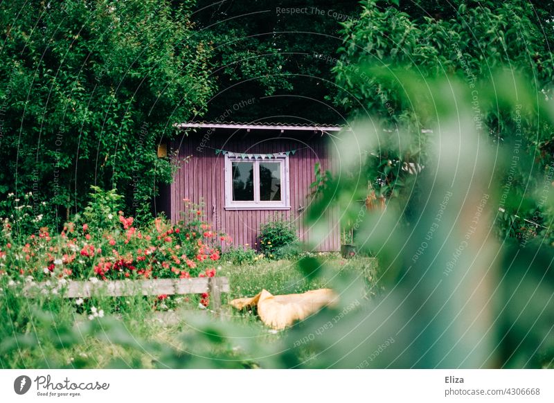 Purple garden shed in green allotment garden Garden shed House (Residential Structure) Nature Garden plot Green Idyll idyllically flowers Gardenhouse Window