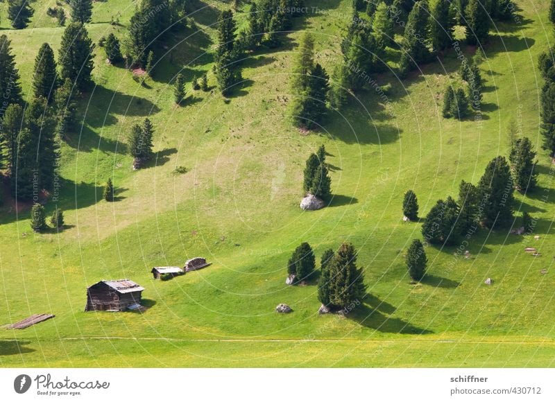 Heidi's hut Environment Nature Landscape Plant Tree Grass Meadow Forest Hill Alps Mountain Authentic Cliche Green Alpine pasture Mountain meadow Fir tree