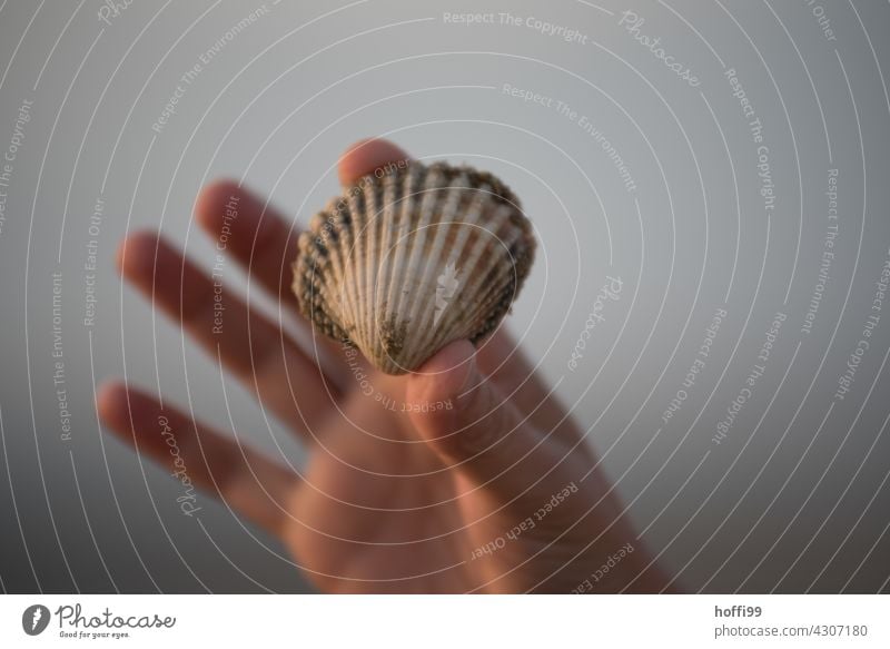 a mussel shell found in the mudflats is held up high Mussel shell search Mud flats shell collect coast Low tide High tide ebb and flow Wet Island Sand Water