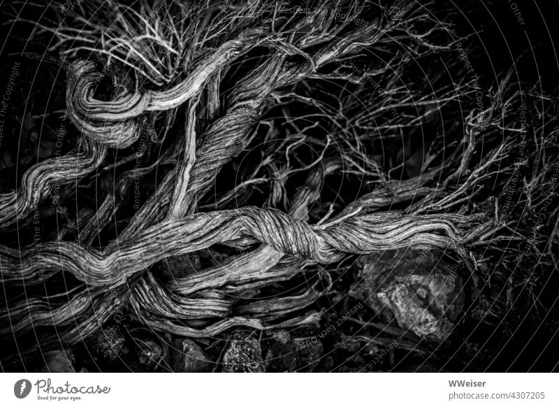 Dead branches, bizarrely twisted and strongly branched, lie on large stones in front of a dark background twigs Wood Log Tree bush shrubby Plant flora Island