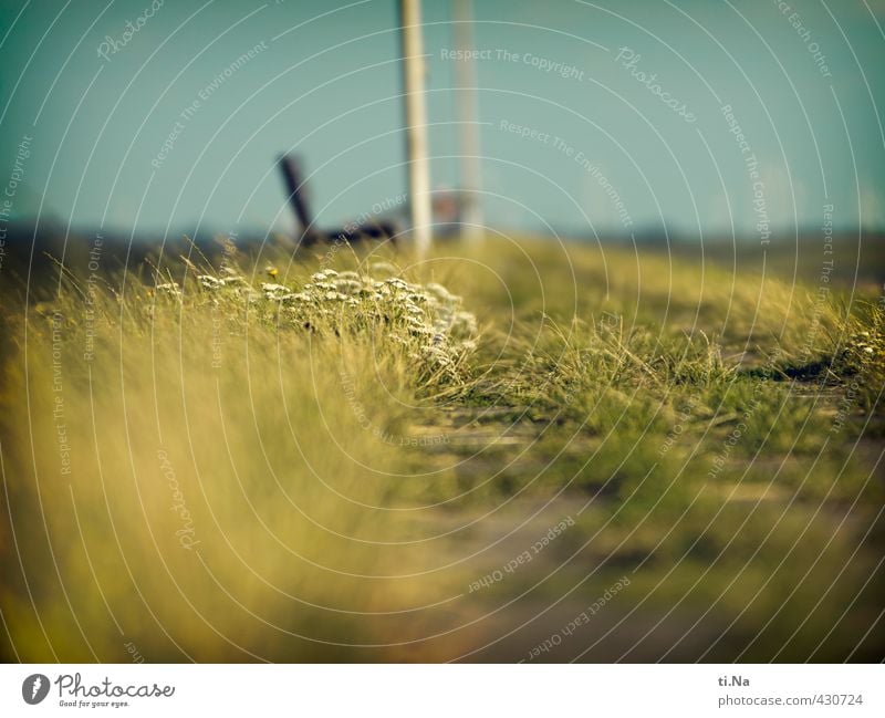 Summer on the dike Landscape Plant Flower Grass Bushes Blossom Foliage plant Coast North Sea Germany Schleswig-Holstein Dithmarschen Blossoming Fragrance Small