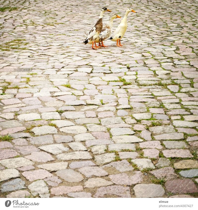 Three pied Indian runner ducks on old cobblestone / penguin ducks / bottle ducks / snail exterminators Common Duck Indian Common Duck Snail Control