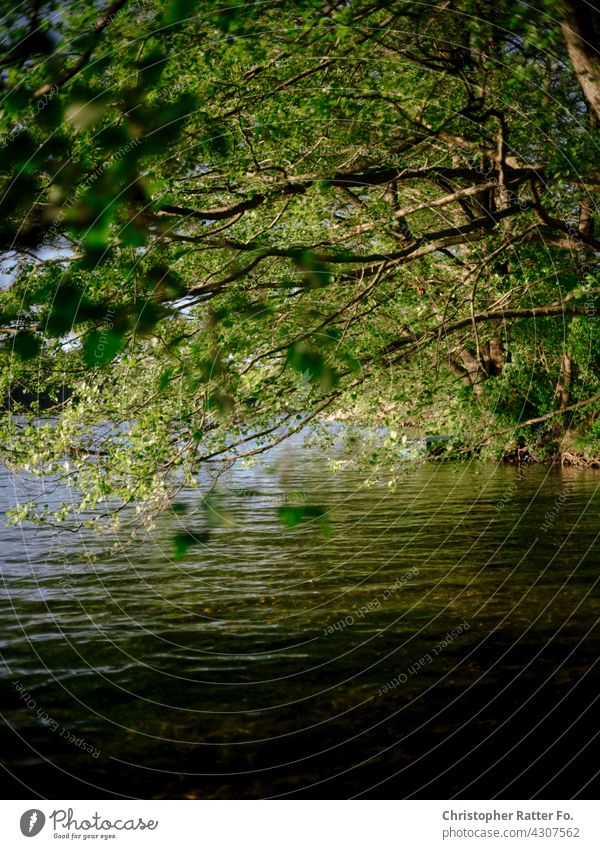 A cool clear lake in the hot summer in Mecklenburg-Vorpommern Nature Shadow play Visual spectacle Deserted silent melancholy Loneliness romantic background