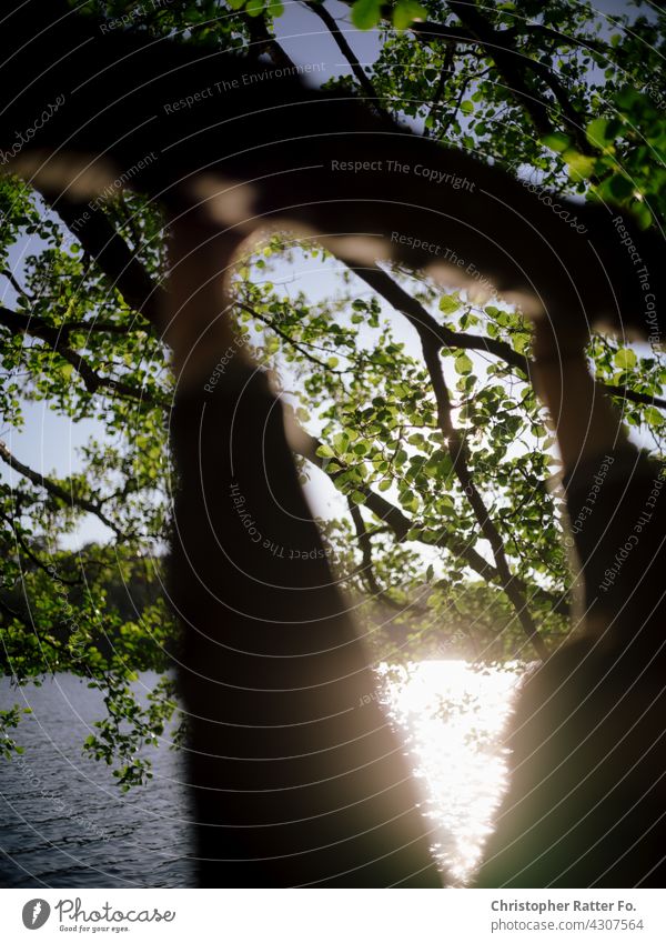 Swinging over a cool clear lake in the hot summer in Mecklenburg-Western Pomerania Nature Shadow play Visual spectacle Deserted silent melancholy Loneliness