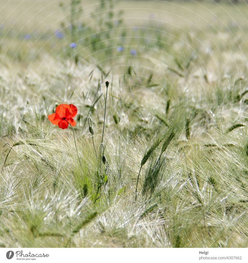 Poppies on Wednesday - a poppy flower blooms in an immature barley field Poppy Corn poppy Poppy blossom Blossom Flower bud Barley Barleyfield Agriculture spike