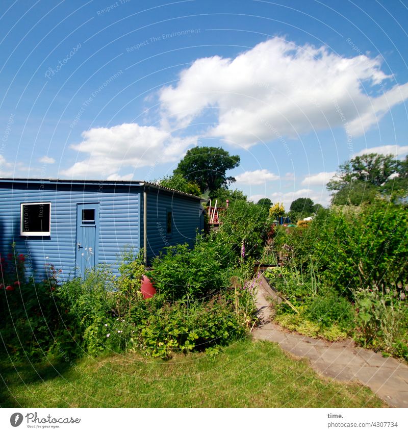 Small escapes Wood Wooden facade Blue Old Arbour tepid Garden sunny Sky Clouds door Window off Meadow Lawn bush shrub Tree