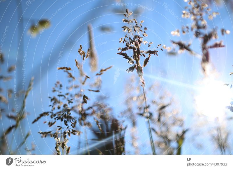 herbs in the sun Light Sun Sunlight Horizon Botany Peaceful Glittering Neutral Background Silhouette Light (Natural Phenomenon) Structures and shapes Abstract