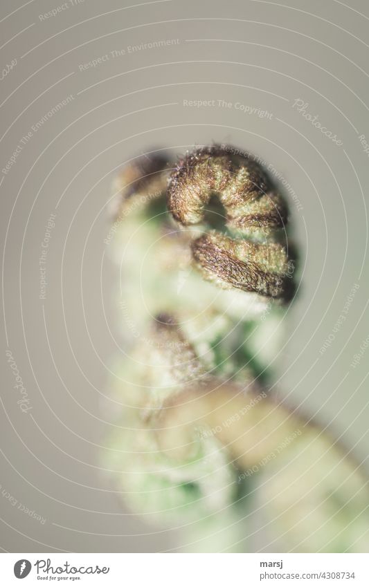 Hairy detail. Fern, in the growth phase. Whimsical pilous Macro (Extreme close-up) greenish phase of life Light Spiral Rotate Foliage plant Deploy curled