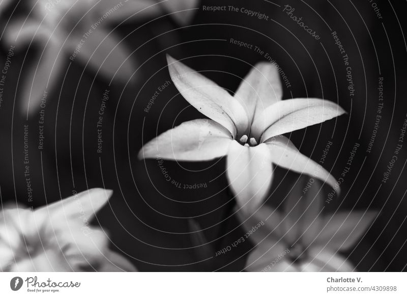 Flowers in black and white Blossom flowers Delicate Black & white photo black-and-white Nature Plant Blossoming Close-up Shallow depth of field Exterior shot