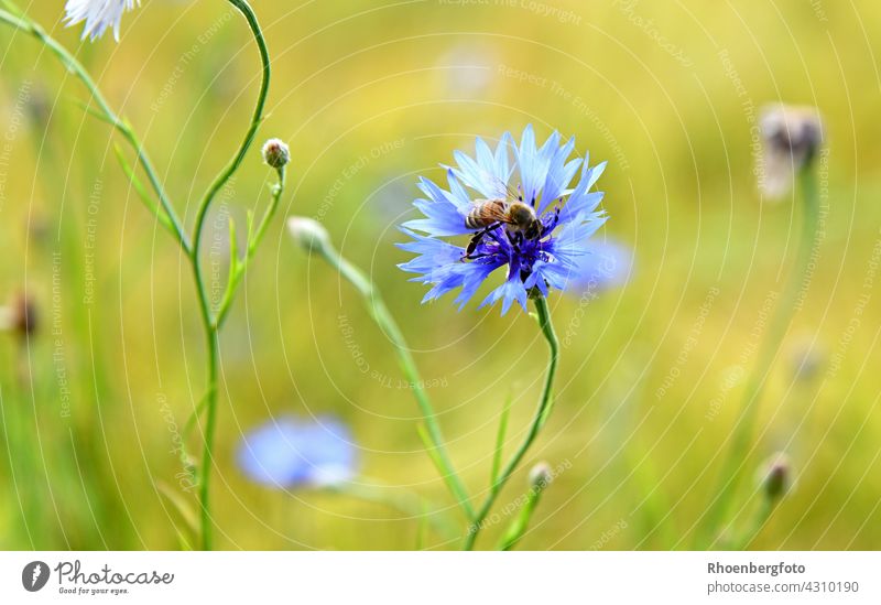 Honey bee at work on a cornflower in a cornfield Cornflower Flower Field Grain field Cyanus segetum cyans Blue composite Bee Pollen Nectar Landscape Nature