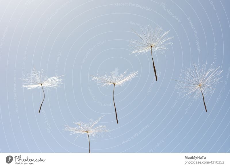 Dandelion seed on blue sky background dandelion seed Seed Plant Nature Summer Macro (Extreme close-up) Spring Delicate Easy Shallow depth of field Close-up