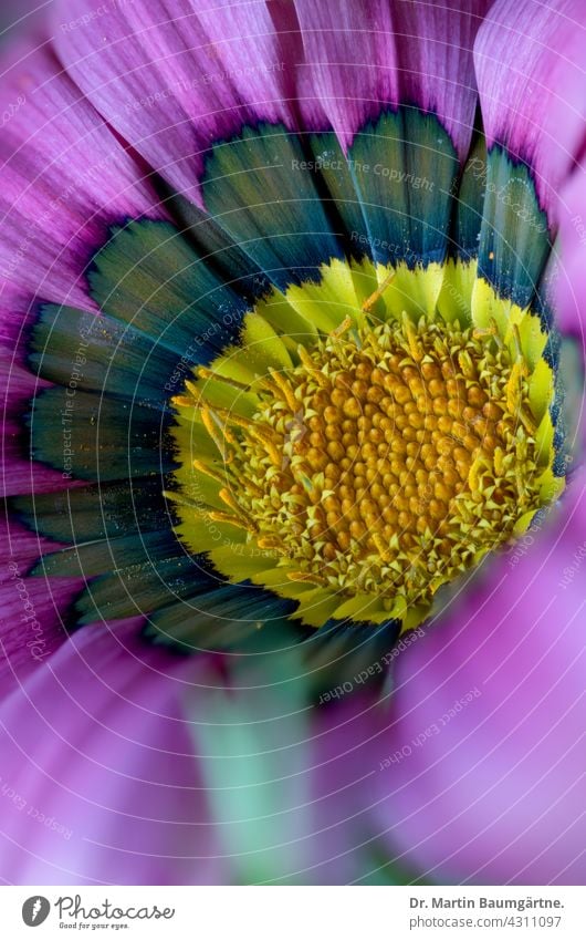 Inflorescence of a gazanie Gazania Midday Gold Plant Flower inflorescence from South Africa Breeding shallow depth of field blossom selection composite