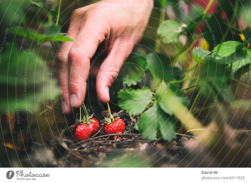 Harvest strawberries - hand picks fruit Strawberry strawberry field Pick Red salubriously Summer Fresh Fruit Hand Garden Delicious Fruity