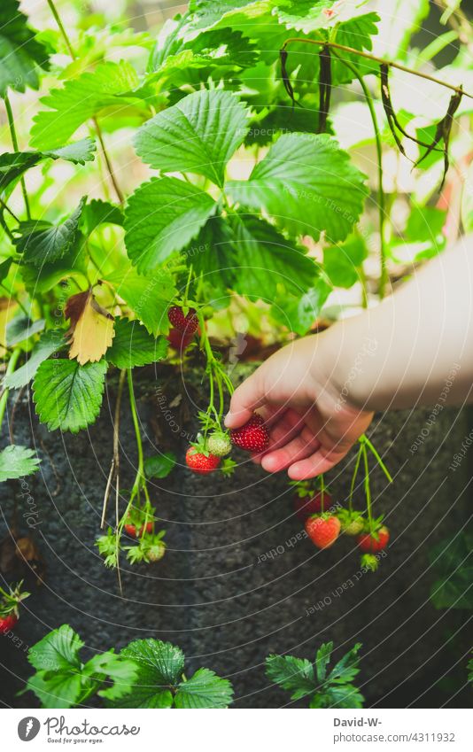 Child picking strawberries Strawberry Pick Hand Nature Garden Summer Harvest Fruit Delicious Mature Grasp