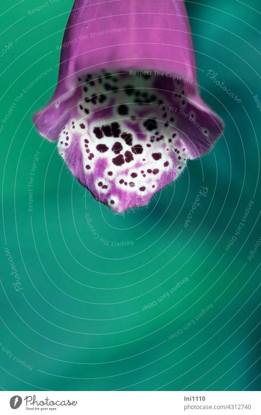 Partial view of a single flower of the foxglove Digitalis purpurea Flower biennial Wild plant Red foxglove Blossom bell-shaped pilous dots dot pattern pink