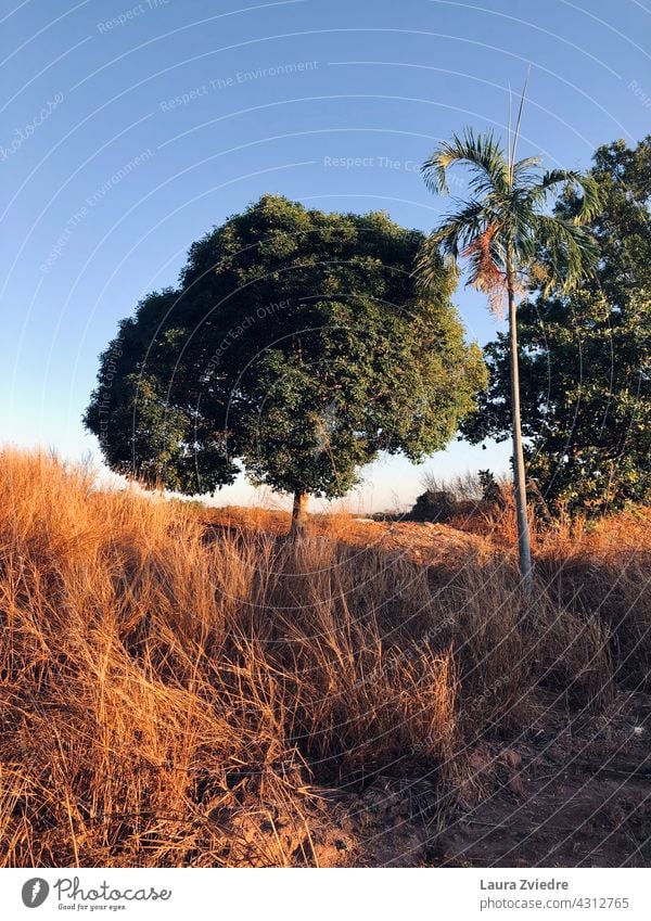 Morning light morning light Sunrise Trees Palm Tree Exterior shot Colour photo Landscape scenery outdoor season environment background view beautiful green