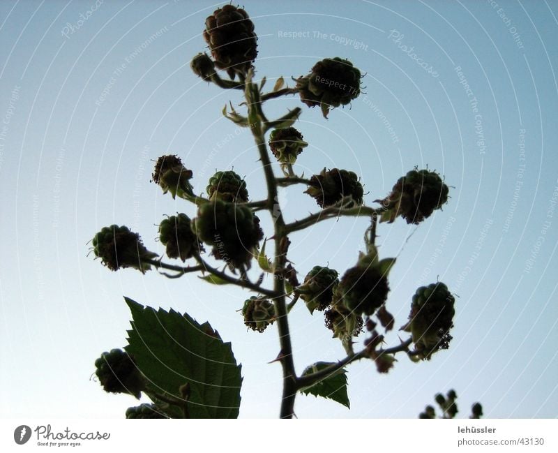 raspberry bush Bushes Thorn Leaf Back-light Sky Shadow Twig ...