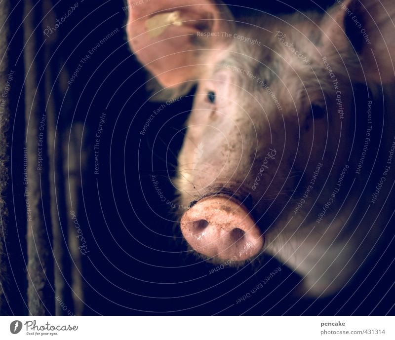 animal | eye contact Animal Pet Farm animal 1 Sign Pink Trust Love of animals Peaceful Curiosity Hope Sadness Wanderlust Loneliness Voracious Swine Pigs