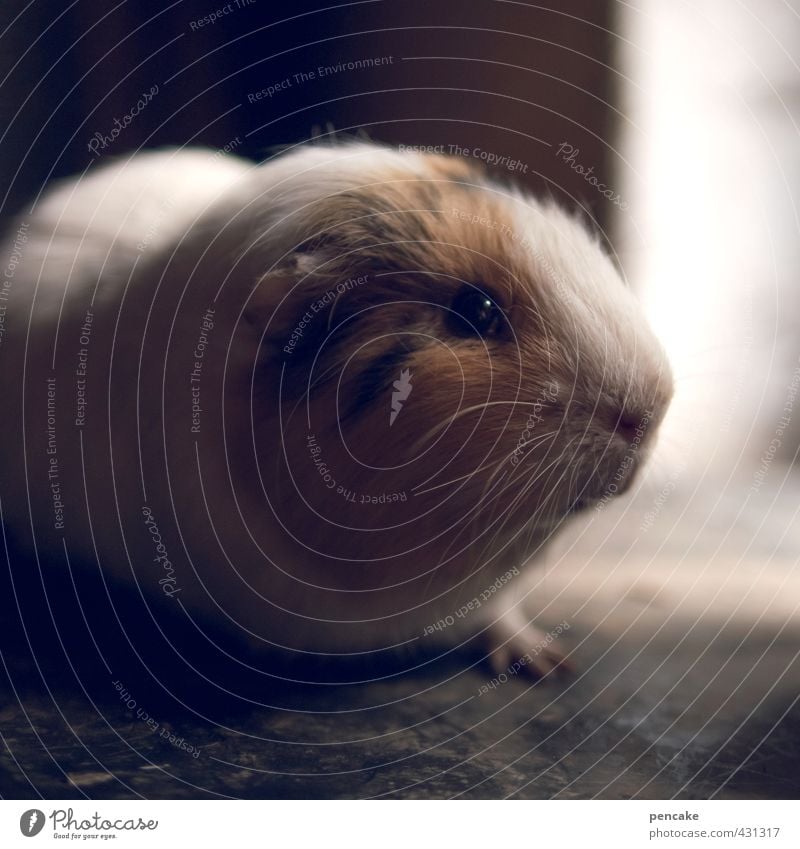 fixateur Animal Pet Guinea pig 1 Friendliness Cuddly Fix Looking Beard hair Pelt Window board Point of light Paw Colour photo Interior shot Close-up