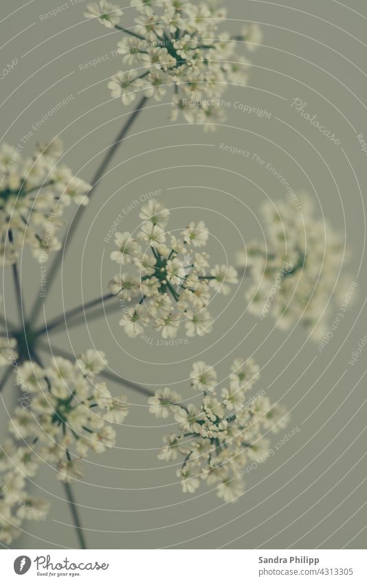 Wildflowers with white flowers wild flower Nature Blossom naturally blossom Plant natural light Neutral Background blurriness Near daylight Natural color Summer