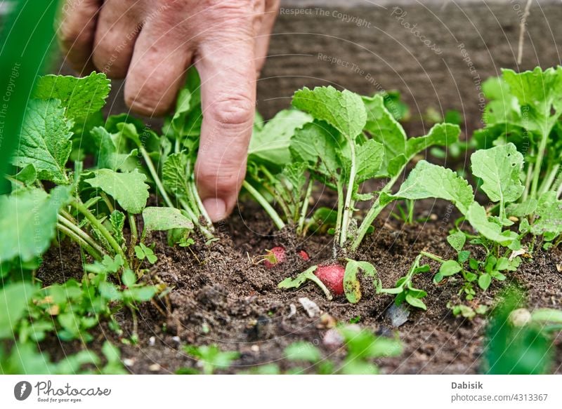 Fresh organic radish harvest in woman hands farmer food gardening natural vegetable fresh backyard plant healthy farming closeup green holding red country leaf