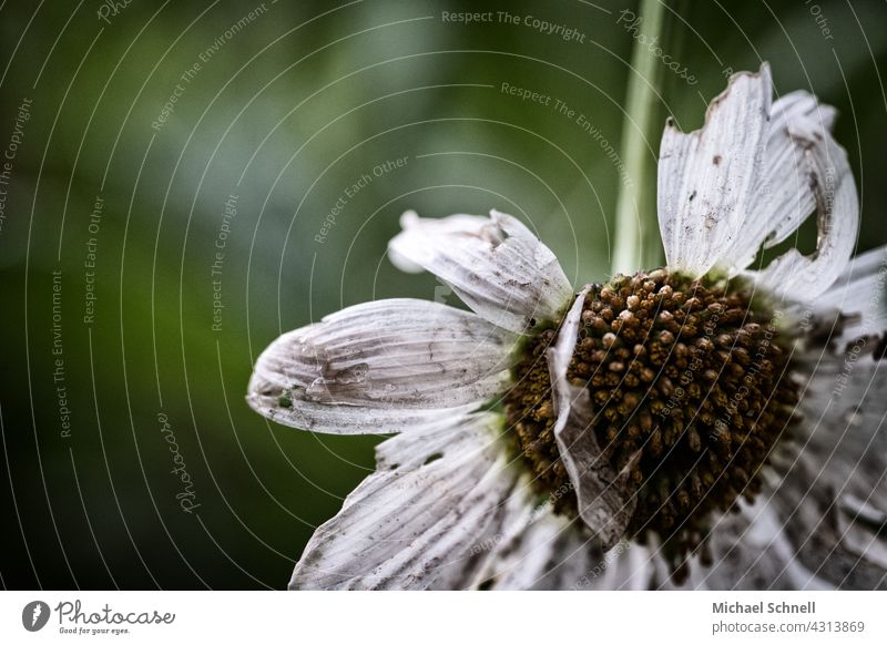 Withered daisy Marguerite Summer Faded transient Transience Flower Exterior shot Slack Death dead End Plant Limp Decline