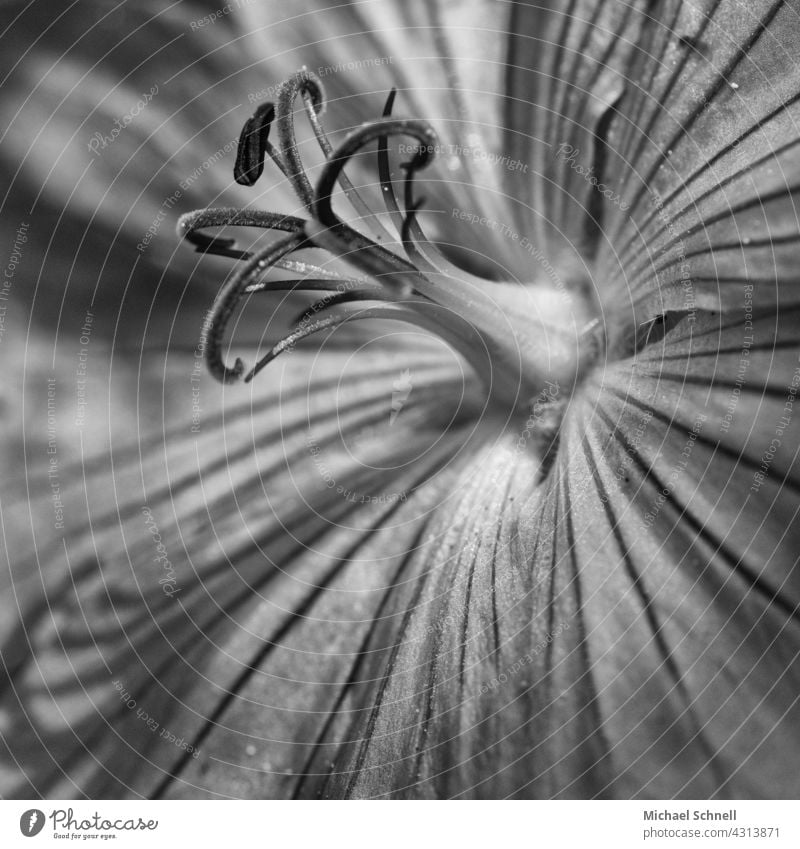 Macro shot of a flower Flower stamens Blossom Close-up Summer Nature Detail macro naturally pretty petals botanical Botany Beauty & Beauty