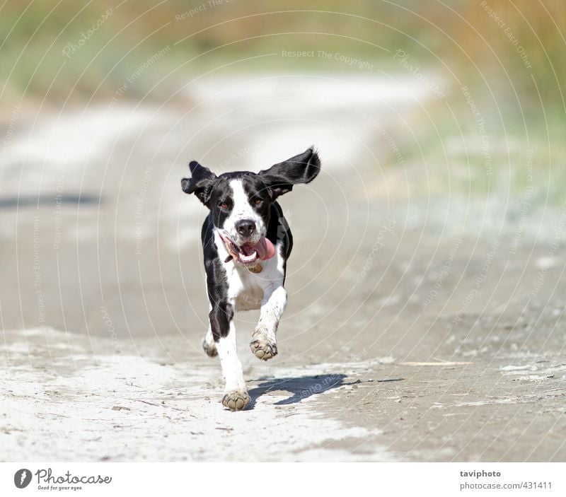 happy running dog Leisure and hobbies Nature Animal Sand Summer Beautiful weather Warmth Beach Pet Dog Animal face 1 Running Gray Black White Joy Happiness