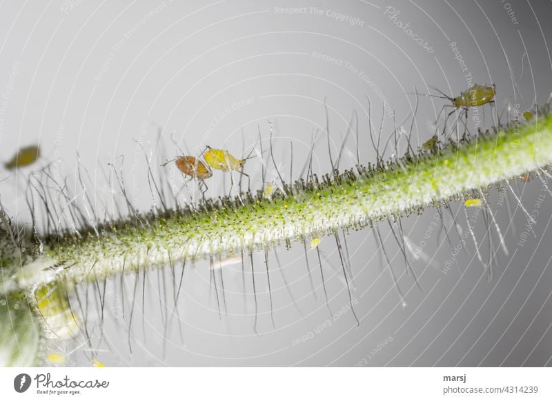 Creepy-crawly, aphids on a hairy flower stalk of orange-red hawkweed. Lice Isopod Aphid Plant stems Hairy Green Small naturally Nature disgusting Pests Animal