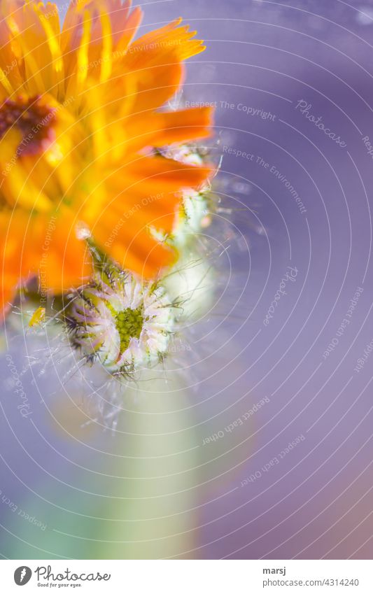 Flower bud of the orange-red hawkweed orange hawkweed Blossoming Plant blossom Hawkweed Spring Nature Yellow Orange Garden Macro (Extreme close-up)