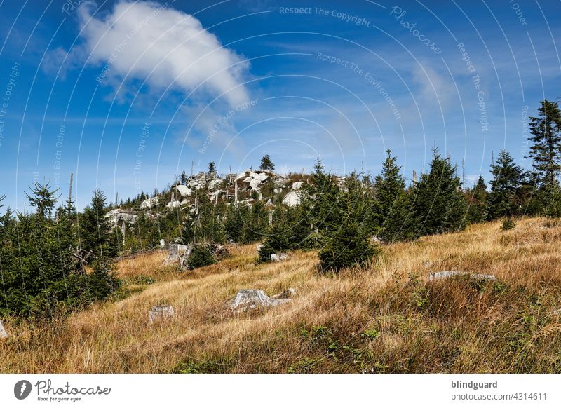 Dreisesselberg in the three-country corner Germany-Austria-Czech Republic Bavarian Forest Fir tree mountains Sky Clouds Landscape Hiking vacation Freedom