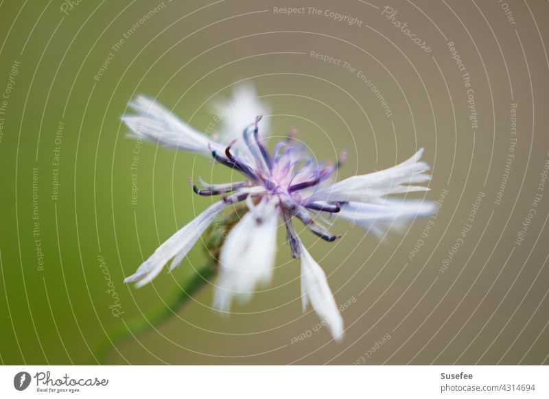 Delicate flower resembles an insect Flower Blossom purple White Nature Plant Garden Spring Summer Macro (Extreme close-up) Blossoming Detail naturally