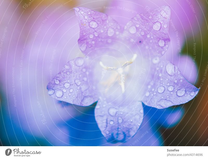 Macro shot of a purple flower with water drops Flower Blossom Drop macro Rain Nature enchanting Blue Close-up Detail Garden Plant