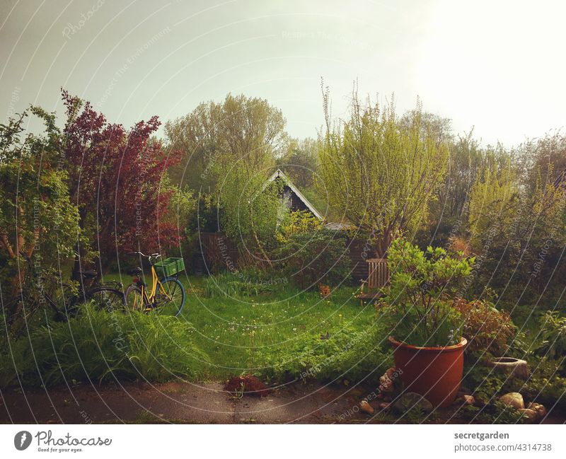 fresh, humid & cheerful Spring Garden Garden plot Green Brown Sky Rain Monsum rainy Bicycle wax Fresh Damp Spring fever Plant Nature Drops of water Wet Growth