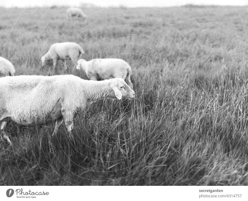 The domestic sheep, or sheep for short, is the domesticated form of the mouflon. distracted employed inquisitive relaxed attention observantly Environment