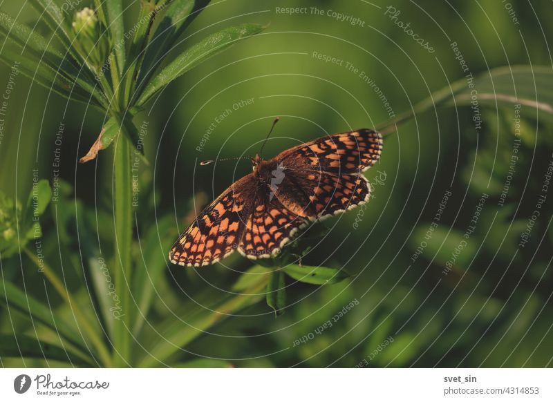 Melitaea diamina, False Heath Fritillary. Close-up bright orange-brown butterfly is sitting in sunlight on green leaves in meadow in summer morning. Play of sunlight on spread wings.