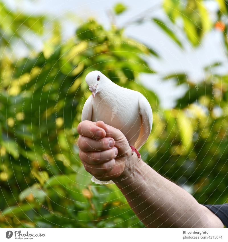 Lovingly bred white dove that trains daily for upcoming weddings. Pigeon White Bird birds Flying Grand piano Feather tree-green Wedding tame celebration