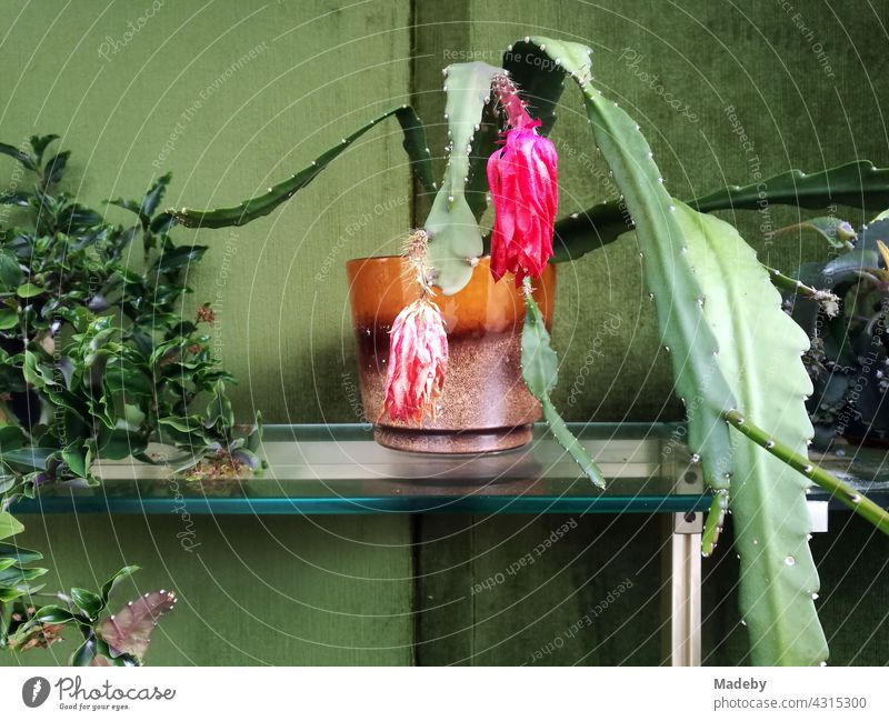 Whimsical still life with limp flowering plant in a kitschy brown glass in front of a green background in a window in the old town of the old hanseatic city of Lemgo near Detmold in East Westphalia-Lippe