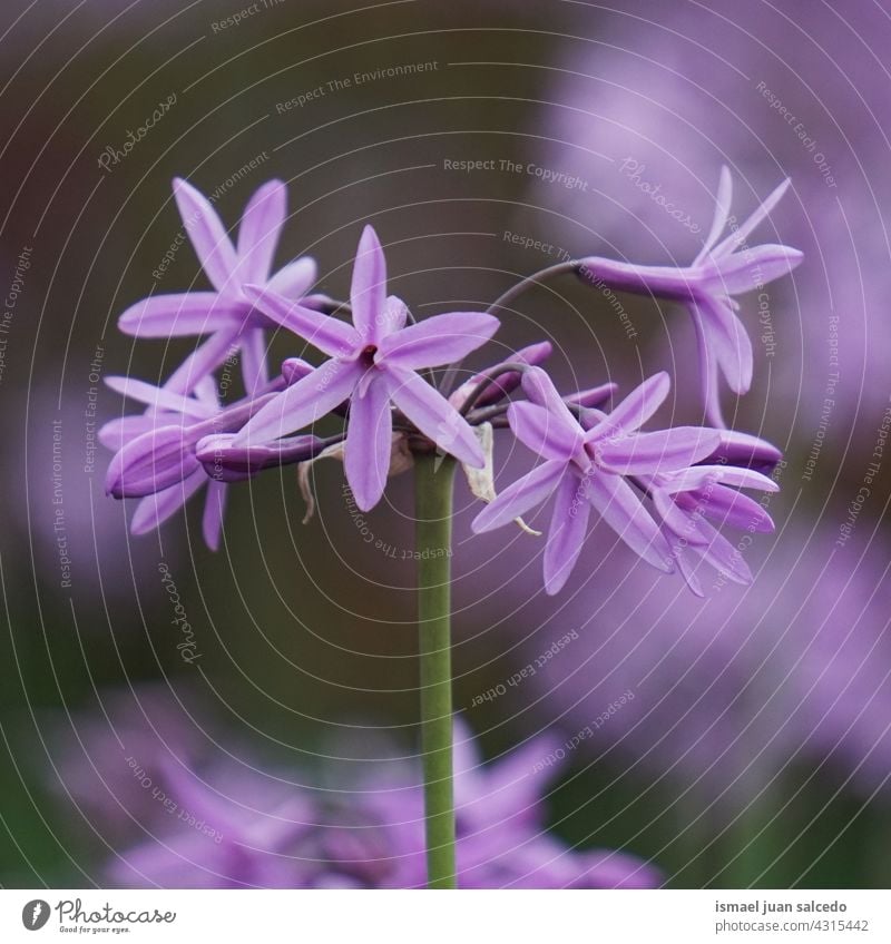 romantic pink purple flowers in the garden in springtime petals plant floral nature natural blossom decorative decoration beauty fragility background season