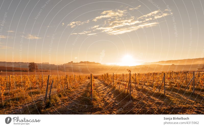 Autumn landscape in morning fog in Styria, Austria Landscape Autumnal in the morning early Morning fog landscape idyll Fog dawn morning sun Sunrise Field