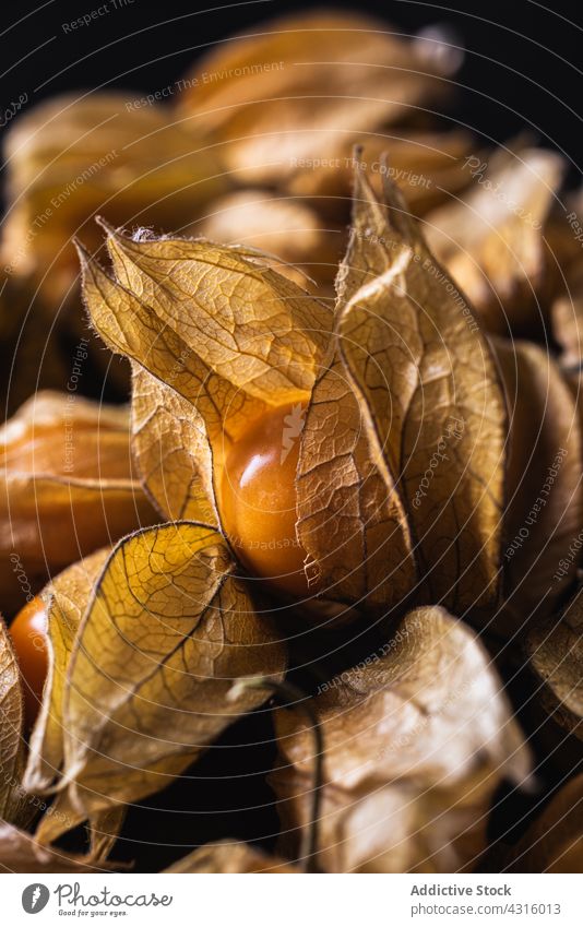 Pattern of physalis on dark table background seamless pattern fruit exotic peruvian groundcherry row line delicious organic orange set composition design