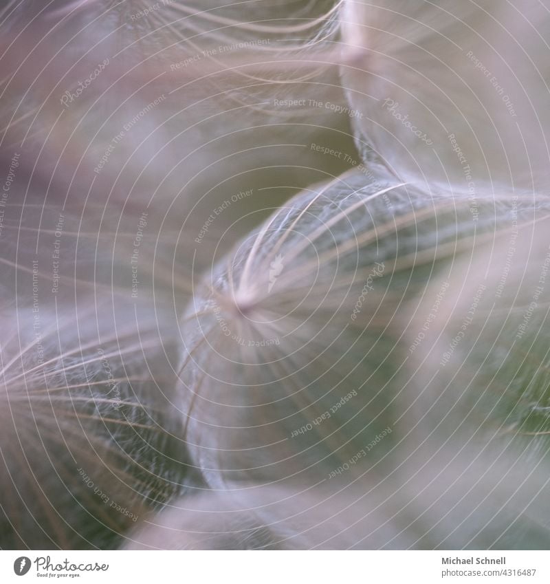 Close-up of a dandelion Dandelion bunting Plant Macro (Extreme close-up) Sámen Detail Shallow depth of field White Easy Ease Delicate Soft