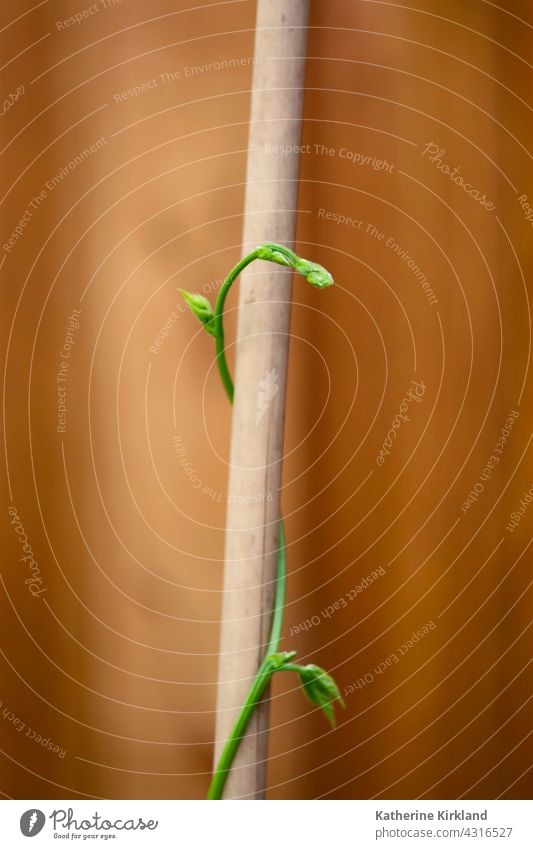 Pole Bean Vine Green leaves leaf bean orange pole vine bud new closeup Veggie Vegetarian Vegetable vegan Garden Gardening potager plant foliage botany botanical