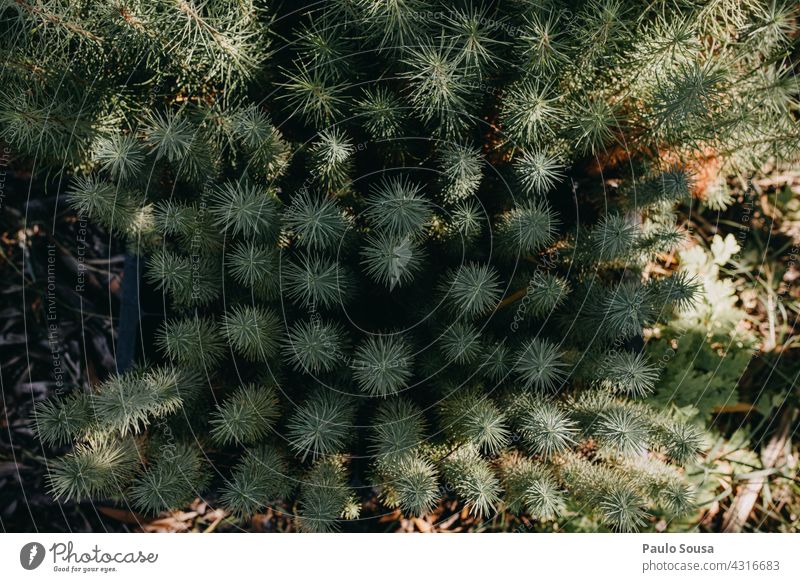 Potted pine trees Bird's-eye view Pine potted Pot plant reforest Environment Environmental protection Forest Forestry Colour photo Plant Tree Nature Natural